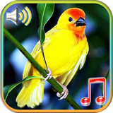 com.bingoringtones.birds