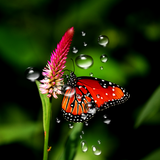 com.blackbirdwallpapers.rain