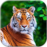 com.TigerLiveWallpaperApp
