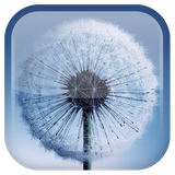 com.androidwasabi.livewallpaper.dandelion