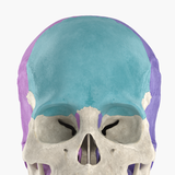 com.anatomyka.android.skeletal