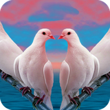 com.pigeon.wallpaper.pigeondulalwallpaper