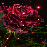 com.dakshapps.magicalrosee