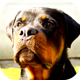 com.WallpaperStudio.Rottweilerwallpaper.images.HD