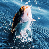 com.obul.realfishing