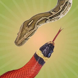 com.dfm.snakes