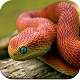 com.Snakewallpaper.nicesnakewallpaper.beautifulsnakewallpaper