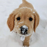 com.khafafa.puppy