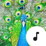 com.robinvanrodeman.peacock