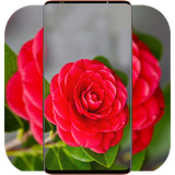 com.RedFlowerWallpaper.flowerwallpaper.naturewallpaper.background