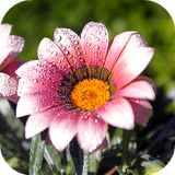 com.amazingbackgrounds.flowerswallpapers