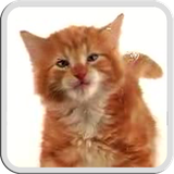 it.gironacci.cat.licks.free