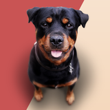 com.barkingsounds