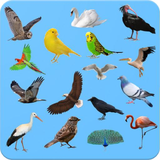 com.dabdaagames.learningbirds