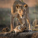 com.wallpapershd.WildAfricaAnimalsThemes