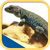ir.tinasoft.lizards