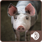 com.pigsounds.soundapp
