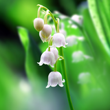 com.livewallpapers3d.liliesofthevalley