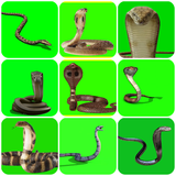 com.snackvfxvideos.snackgreenscreen