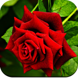 com.hd.rose.wallpaper.best.flowers.wallpapers