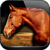 cls.jackalapps.horsesounds