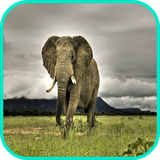 com.app3dwallpaperhd.elephantwallpaper