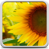 com.sunflowerLiveWallpaperHDHQ