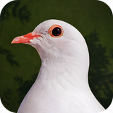 com.simwer.destinydove.android