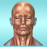 com.luminousapps.muscleanatomyreferenceguide