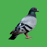 ru.fiery_wolf.decoybird2