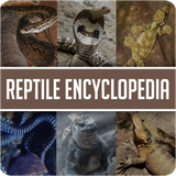 com.candorcreations.encyclopediaofreptile