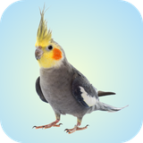 com.leafgreen.cockatiel