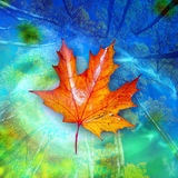 com.blackbirdwallpapers.autumnpond