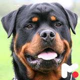 mobipa.RottweilerWallpapers