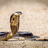 com.myapp.Snake.HdWallpaper