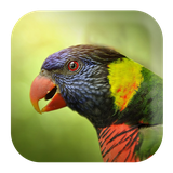 com.kikaapps.lovebird.sounds.music