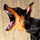 us.barking.dog.ringtones