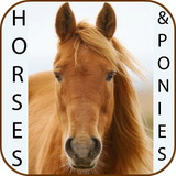 com.piki.reference.book.horsesen