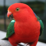 com.free.talking.parrot.live.wallpaper