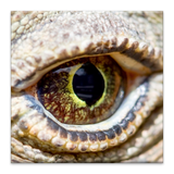 com.komodochess.komodo10