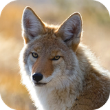 com.altland.coyote
