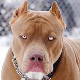 com.hdwallpaper.pitbull.pitbullwallpaper