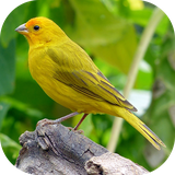 com.azamsoft_cantos_do_canario_da_terra