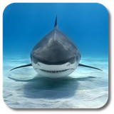 com.kklivewallpaper.shark