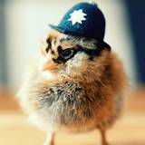 com.bt.chickwallpaper