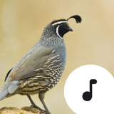 com.robinvanrodeman.quails
