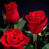 com.rosegiflwp