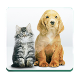 forpet.ir.animals
