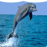 com.suntaban.dolfin