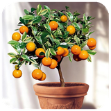 com.fruit_trees.dev3